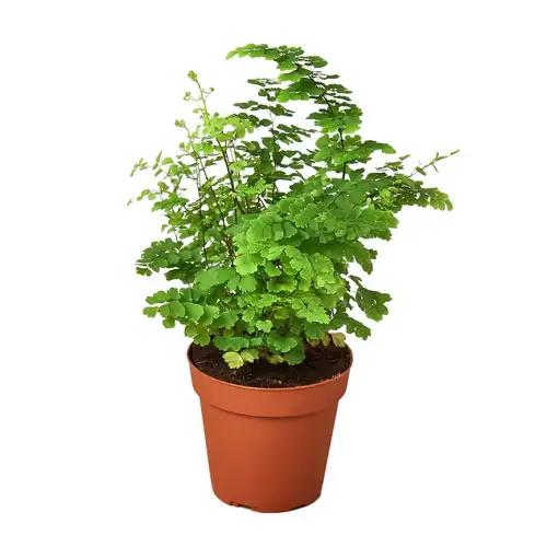 f29188f1-c677-5561-97d8-31a19569fc8d-1.jpg Maidenhair Fern